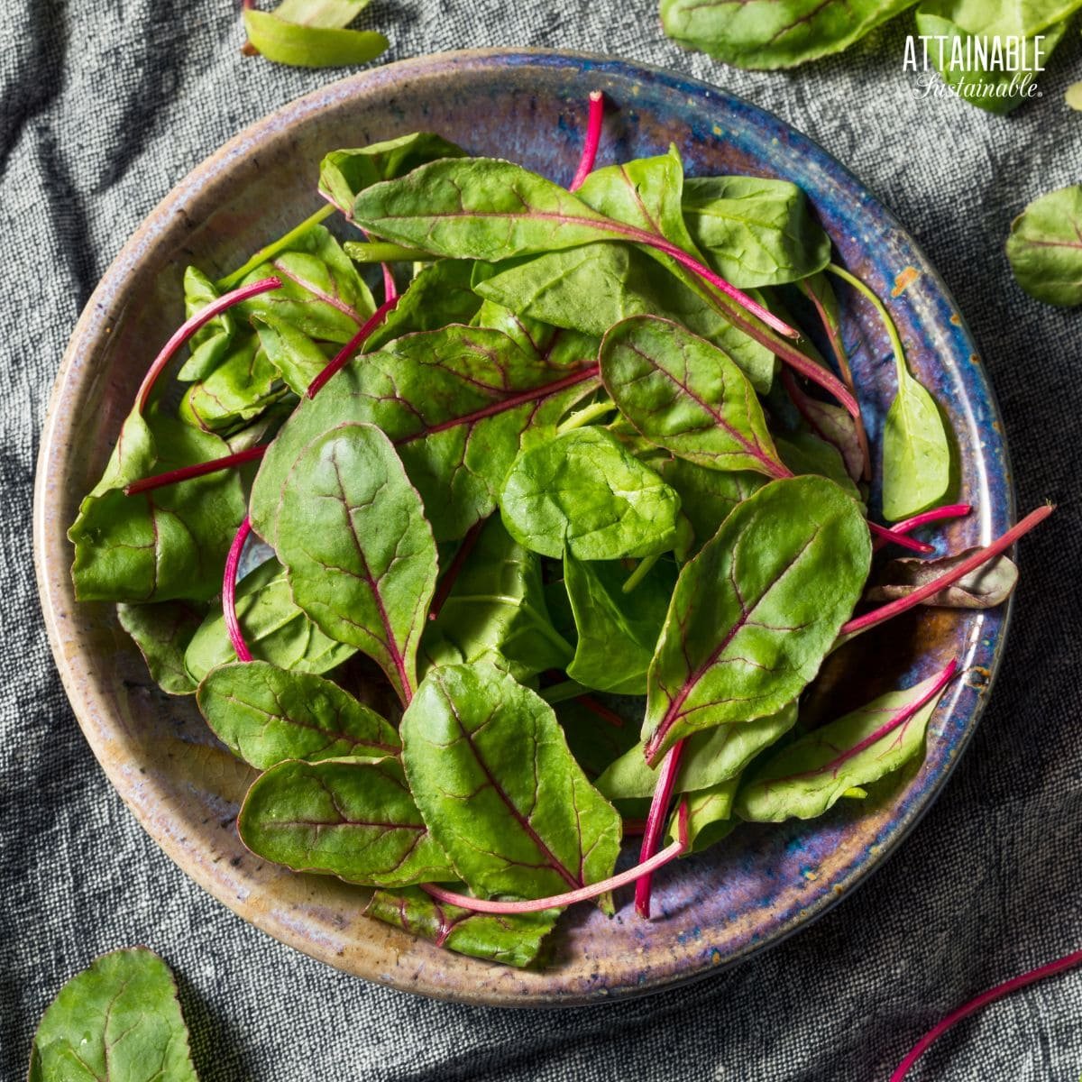 Beet greens, raw